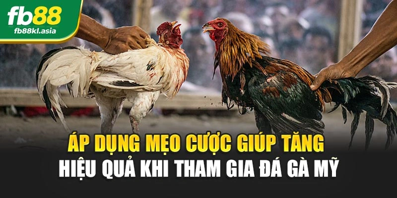 Áp dụng mẹo cược giúp tăng hiệu quả khi tham gia đá gà mỹ