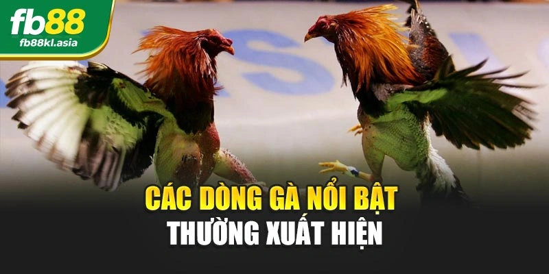 Các dòng gà nổi bật thường xuất hiện