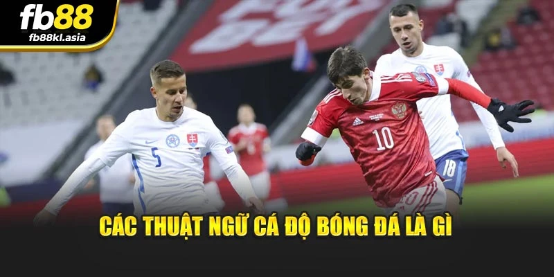 Lý giải các thuật ngữ cá độ bóng đá cơ bản