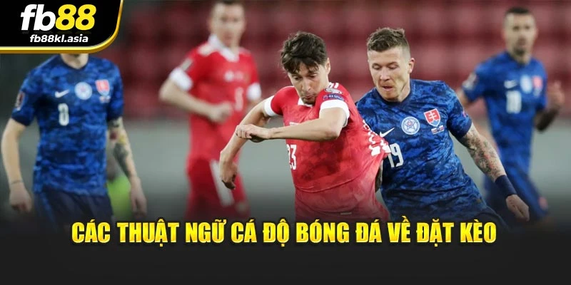 Các thuật ngữ cá độ bóng đá về đặt kèo