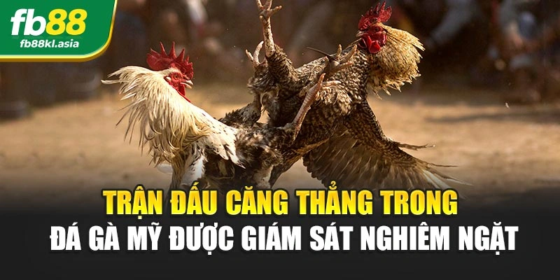 Trận đấu căng thẳng trong đá gà mỹ được giám sát nghiêm ngặt